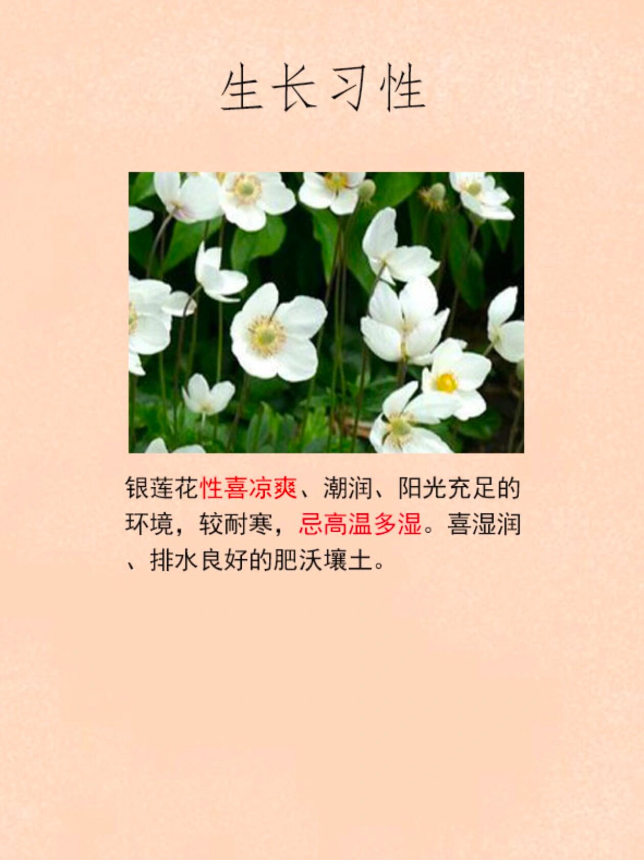 不同颜色银莲花花语图片