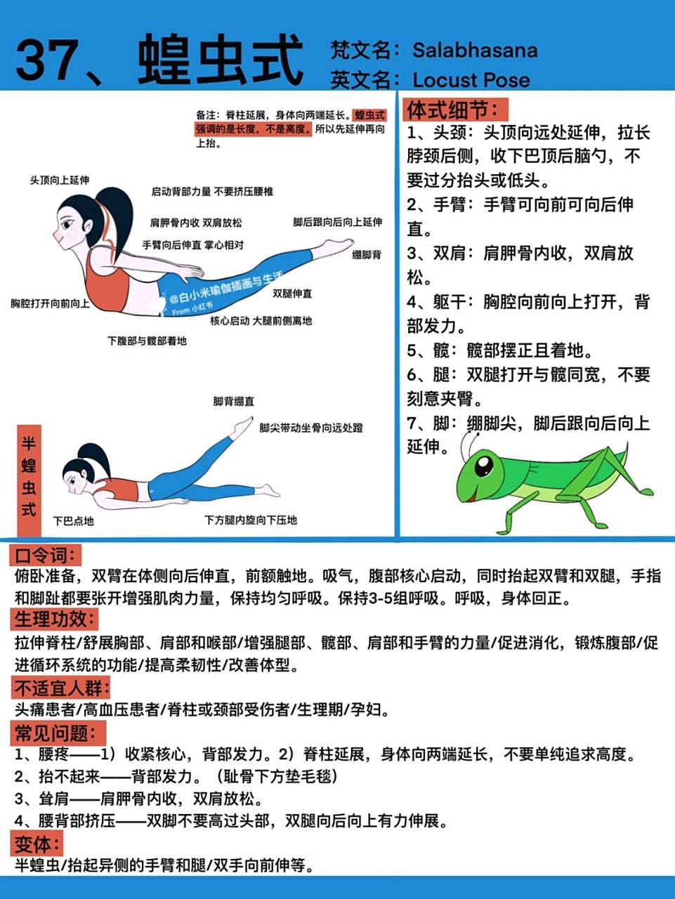 原创插画|瑜伽体式笔记—蝗虫式 #瑜伽插画# #白小米瑜伽笔记# #瑜伽