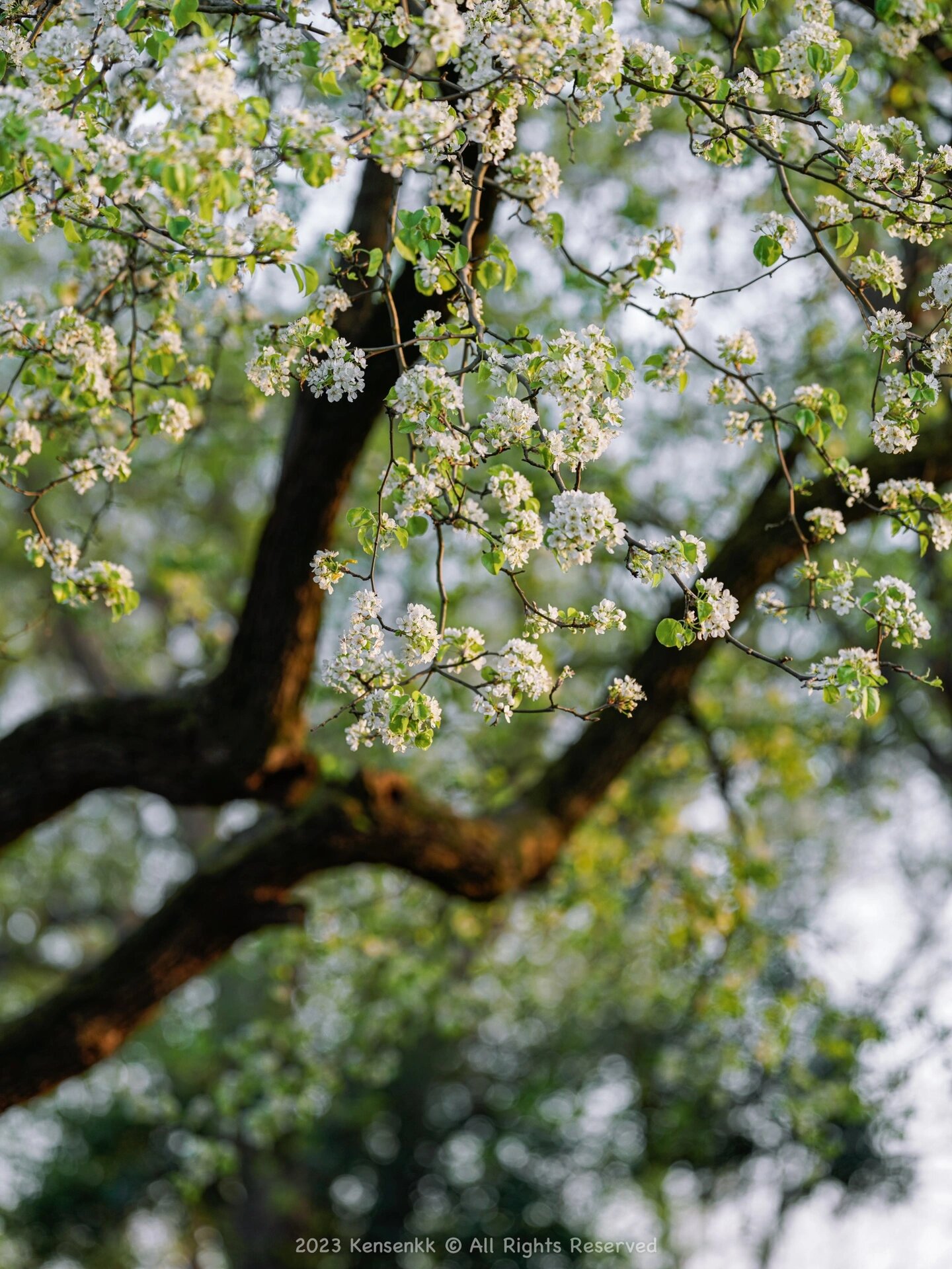 来了玄武湖好多次 唯独不见这棵棠梨树 前几天去拍绣球都没撞见 今天