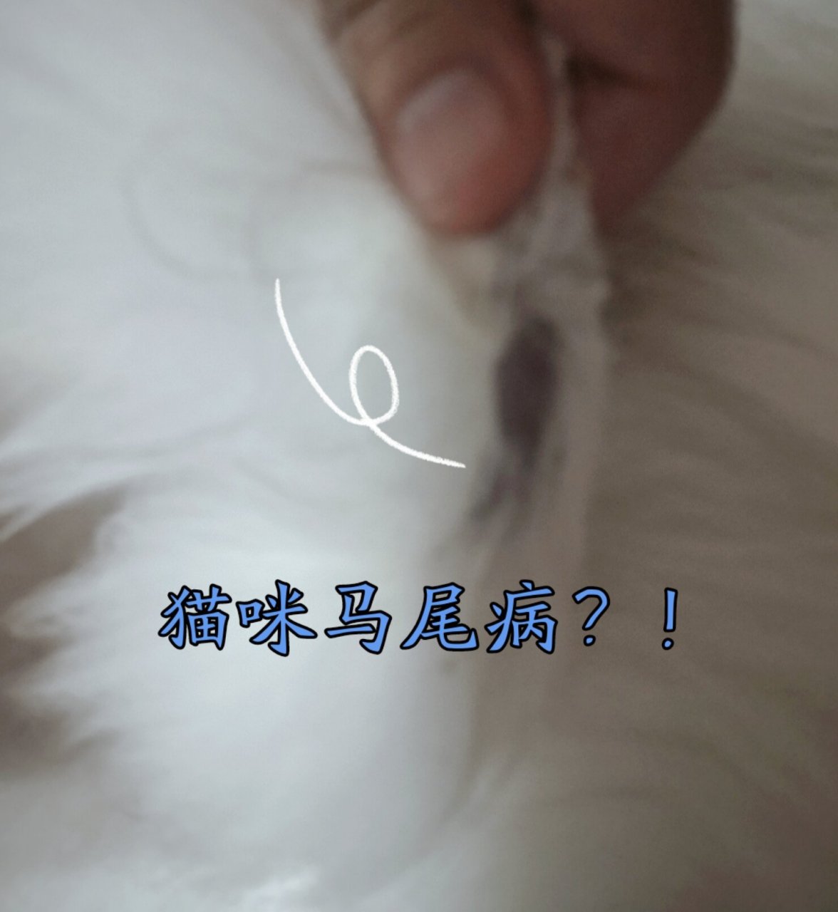 猫咪得了马尾病,我又被迫久病成医了 93猫咪情况:未绝育的公猫一只