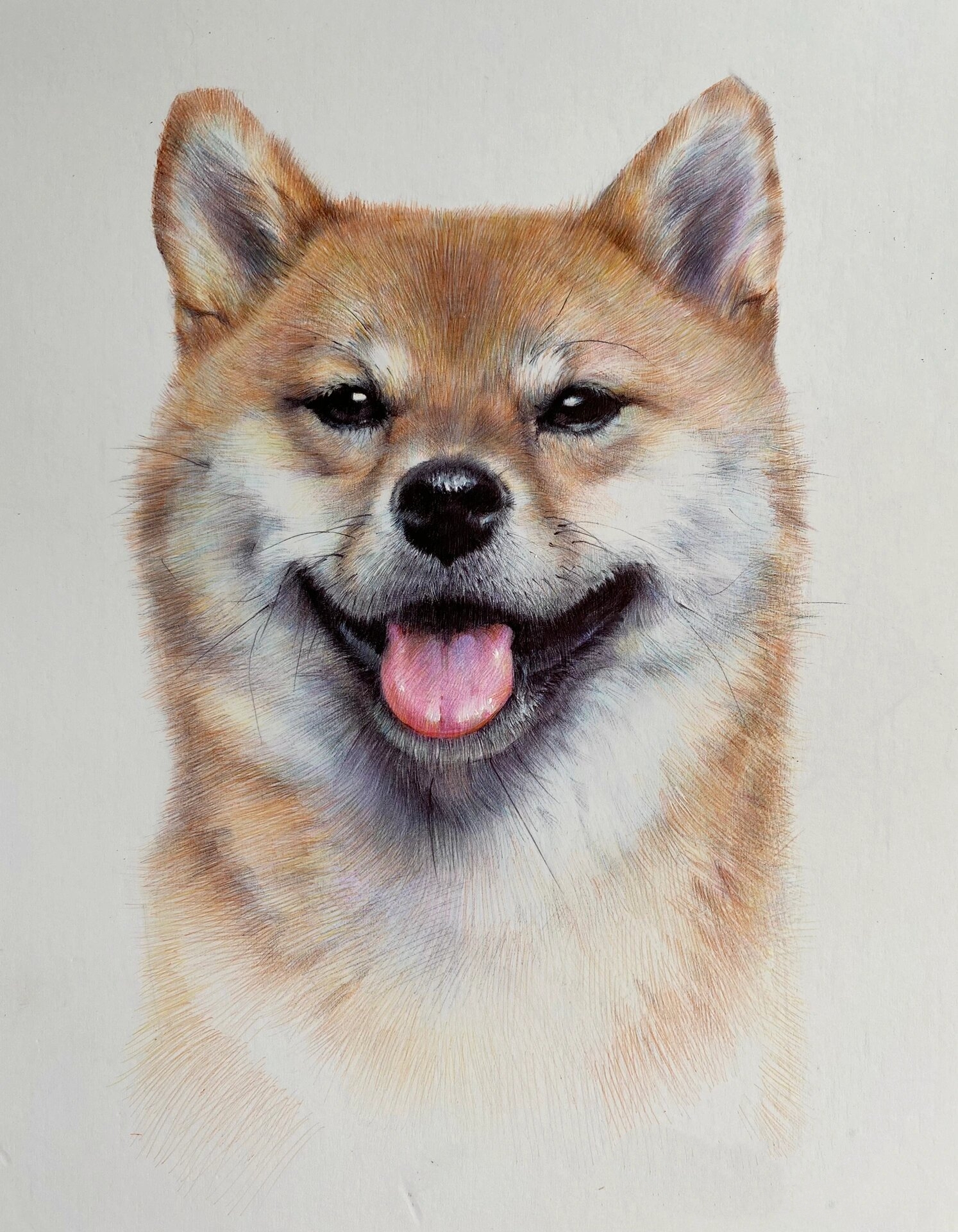 素描动物-柴犬 及一些作画步骤