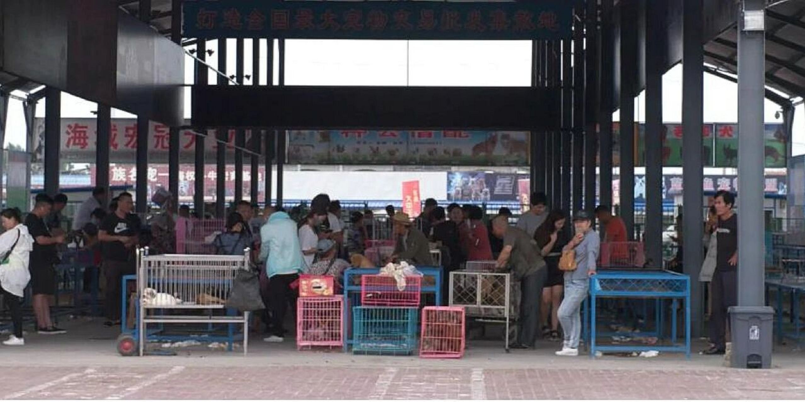 北京狗市,北京宠物市场,最大狗市新北京狗市 商户多,品种齐全.