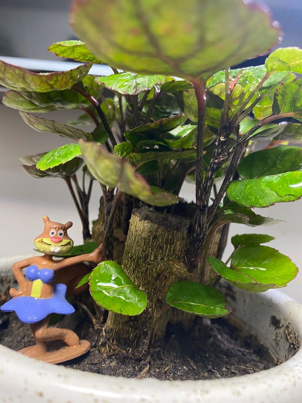 绿植"金钱兜"养护心得,分享给你们!