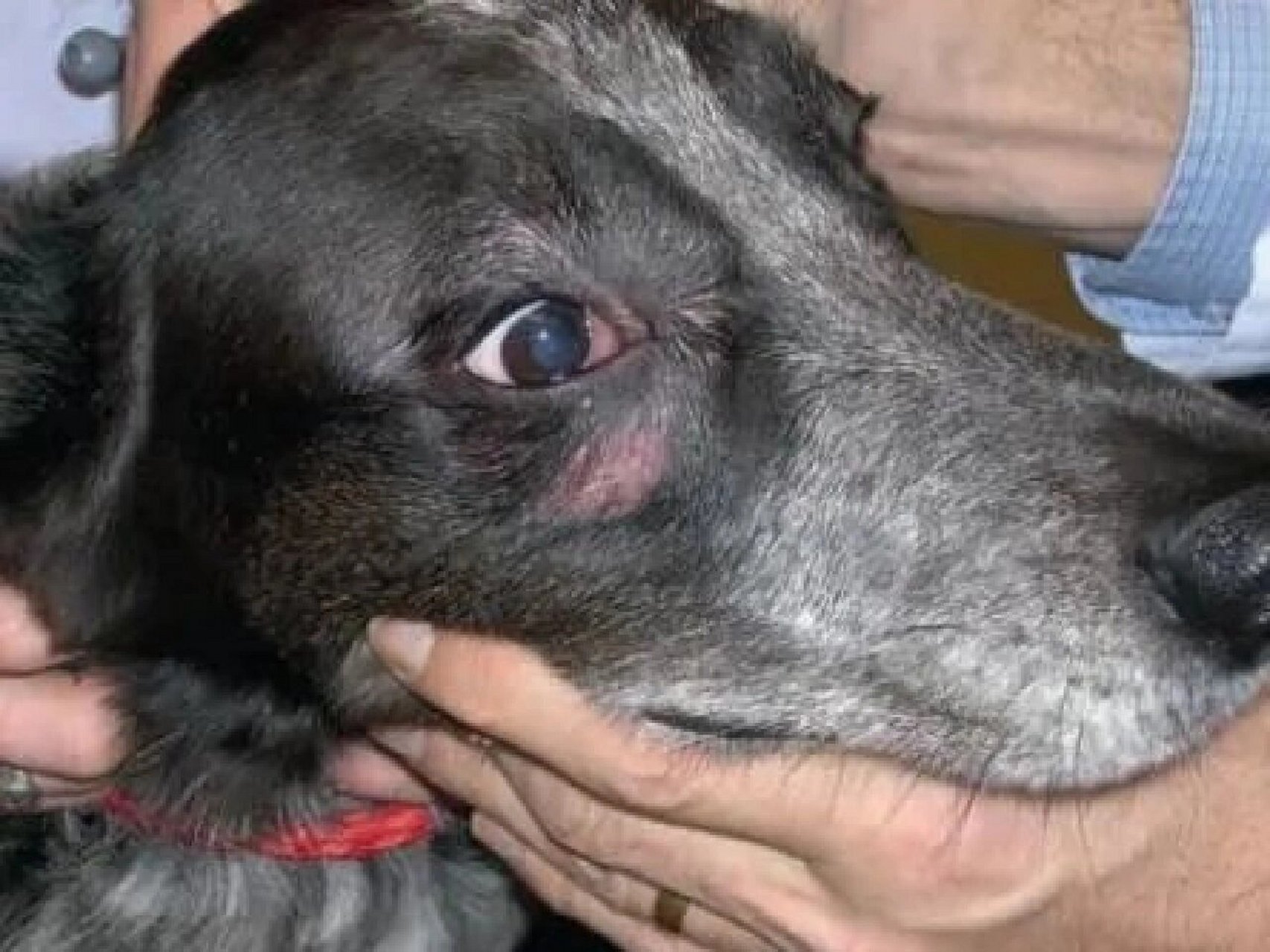 犬皮肤病 蠕形螨感染 犬蠕形螨病:由犬蠕形螨引起犬的一种皮肤寄生虫