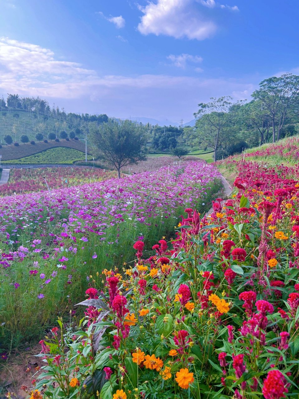 我大寻乌县黄岗山公园的漂亮花海 每次回来都必去的一个地方~风景好