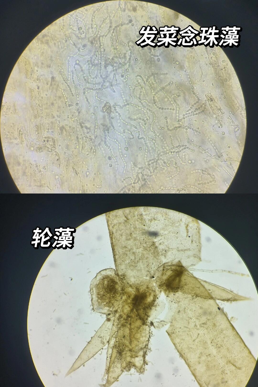 part Ⅸ 藻类 念珠藻,轮藻 颤藻,衣藻 水绵及其接合生殖 紫菜果孢子囊
