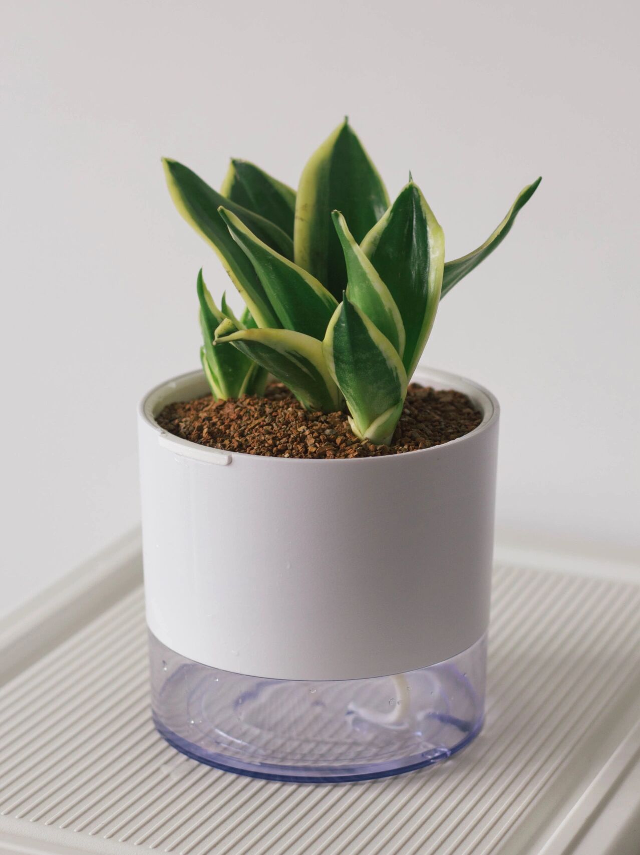 室内"天然的清道夫"荷花兰,金边虎皮兰 荷花兰是俗称,中文学名叫金边