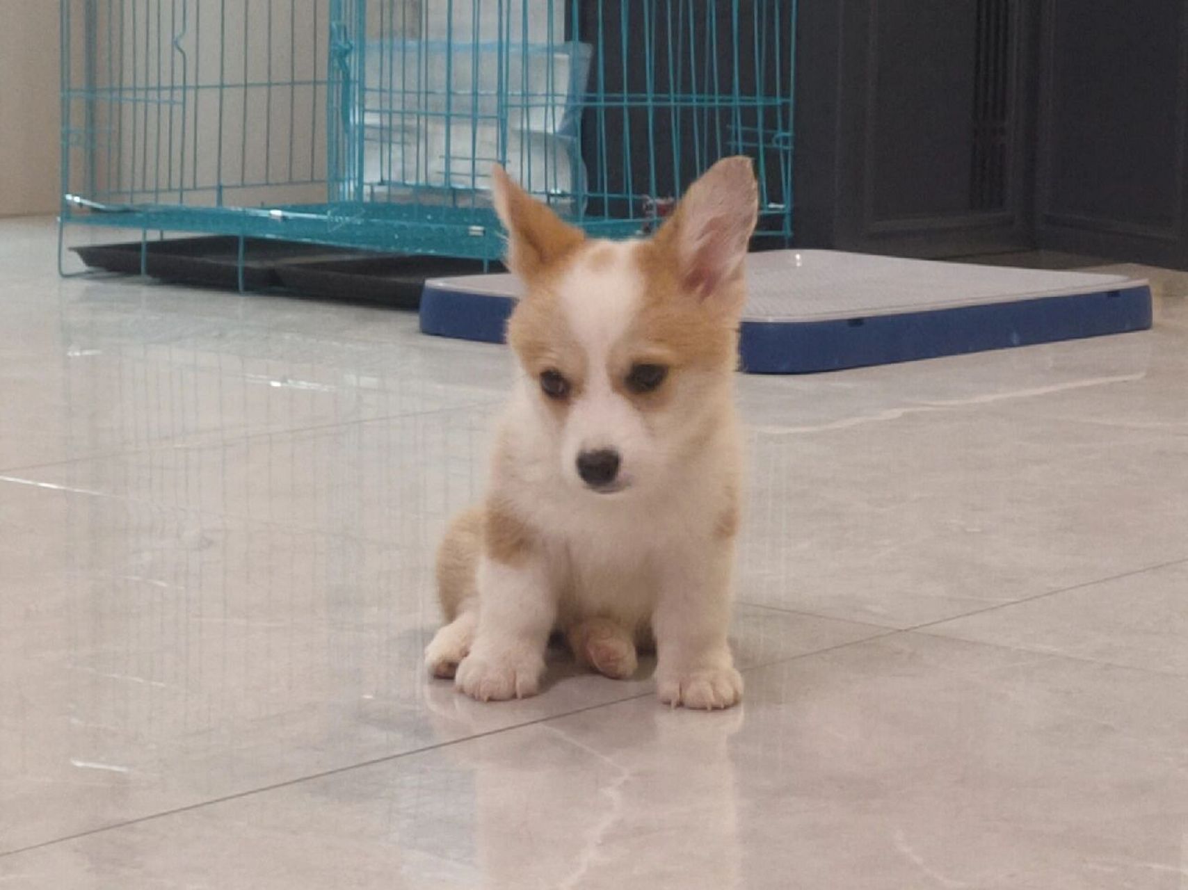 我之前每顿喂120g,一天3顿!