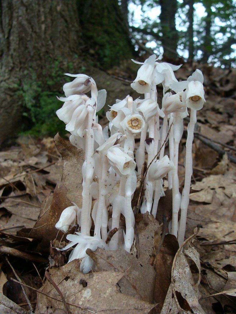 梦中的兰花花图片大全图片