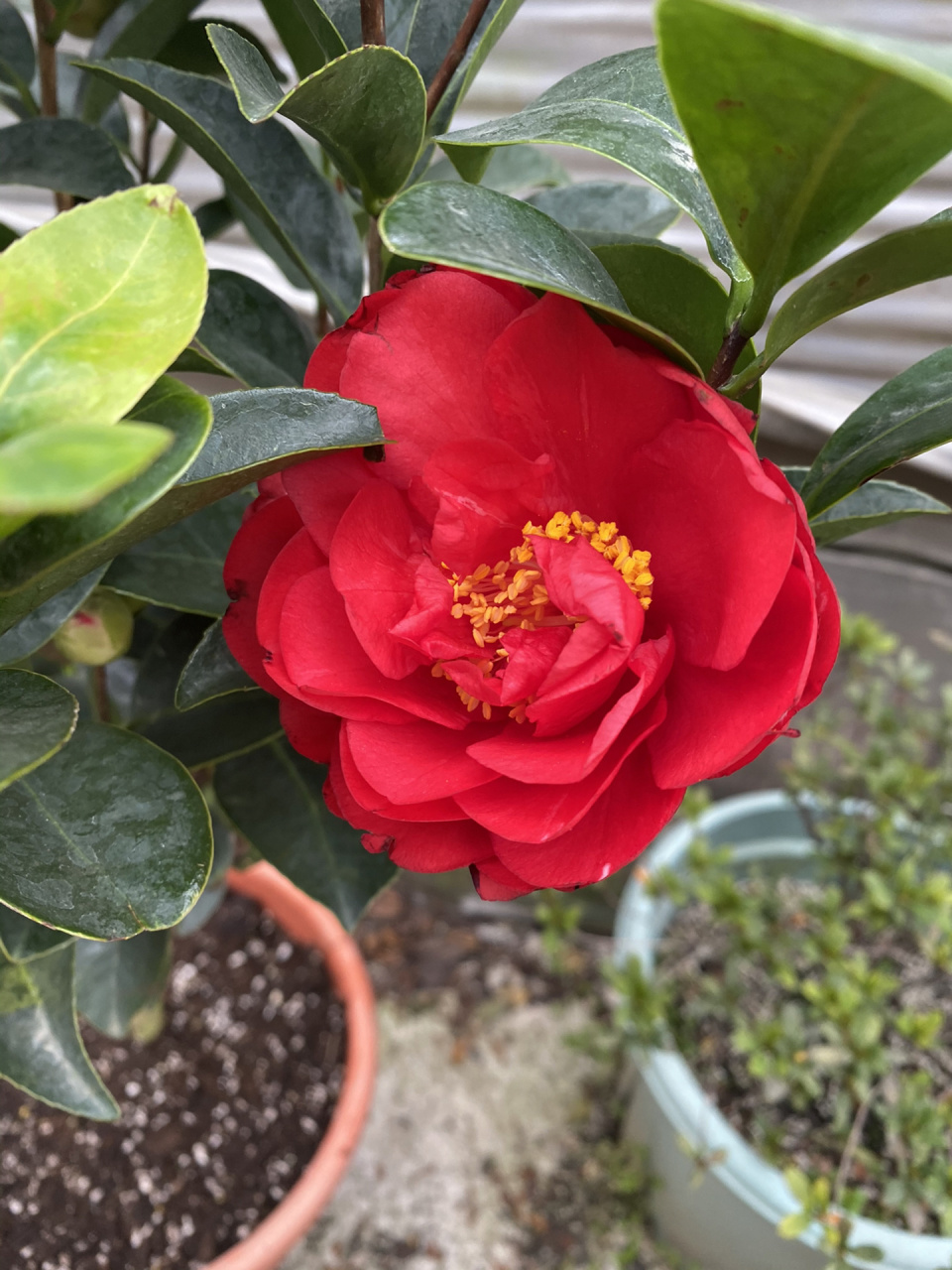 四季茶花,据说夏天秋天也能开 这个花型和颜色都还蛮好看的,四季开花