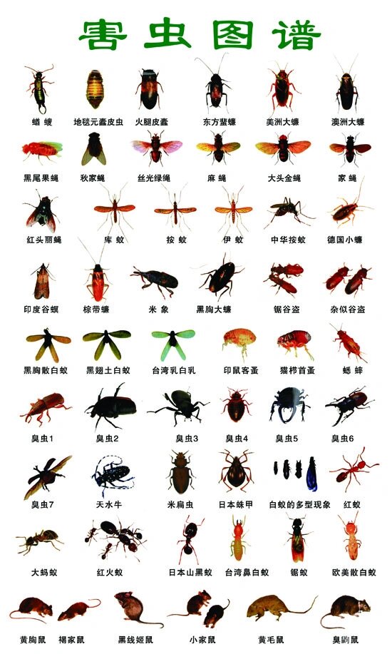 虫害防治|家中常见卫生害虫图谱97