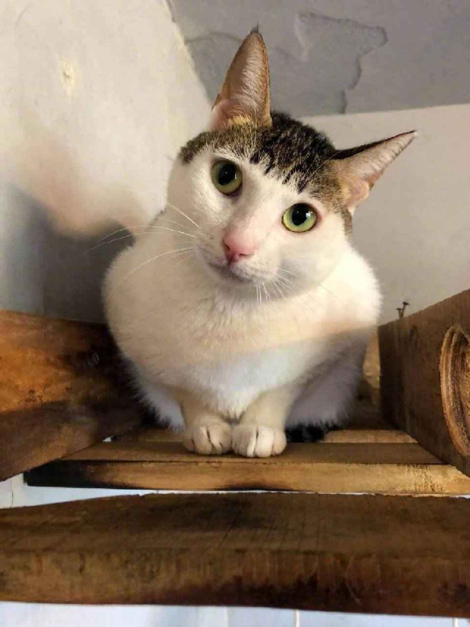 猫咪平刘海这平刘海可以做成表情包 搞笑猫咪图片