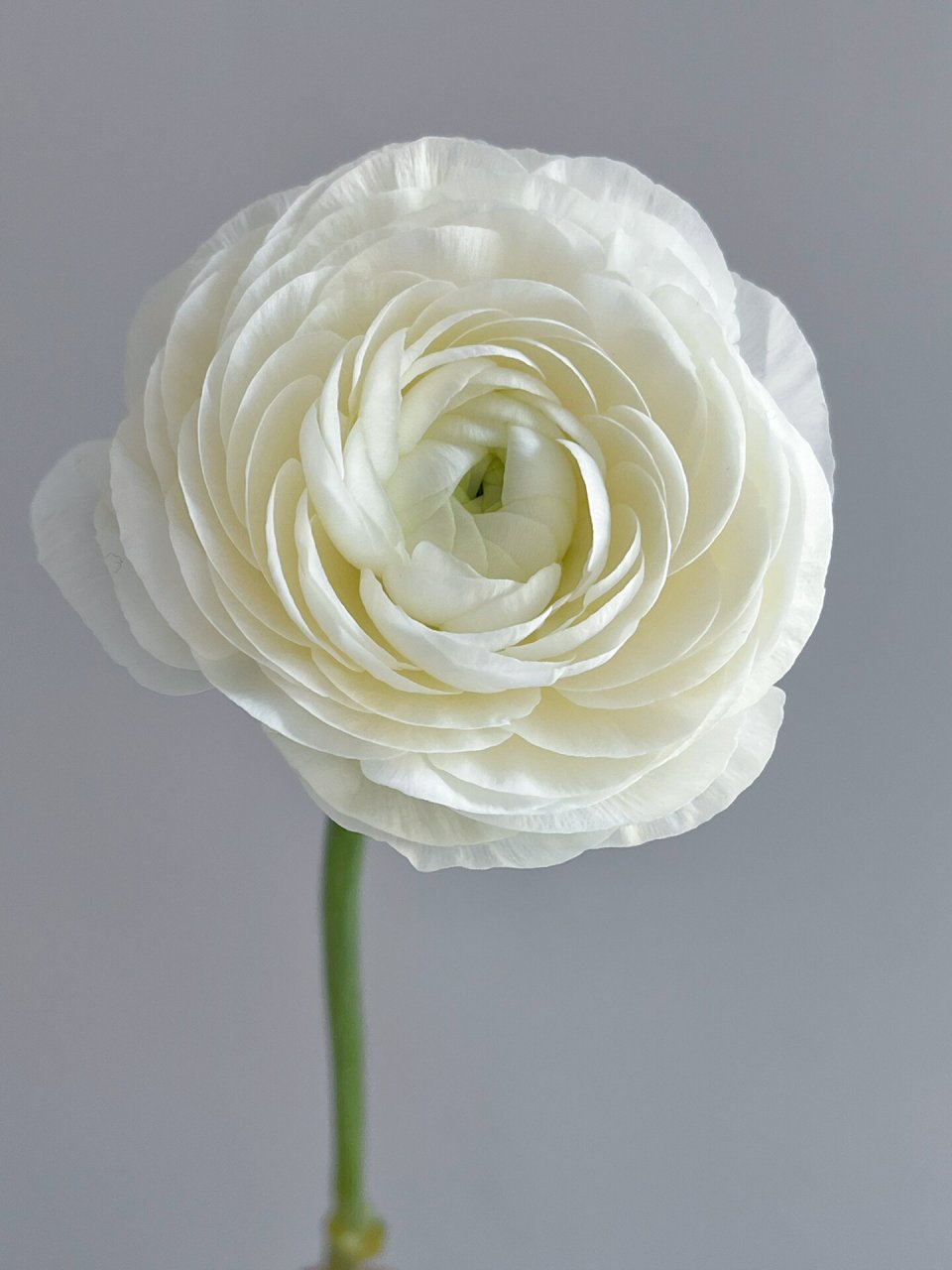 白色洋牡丹 从此爱上了平平无奇的白色洋牡丹!