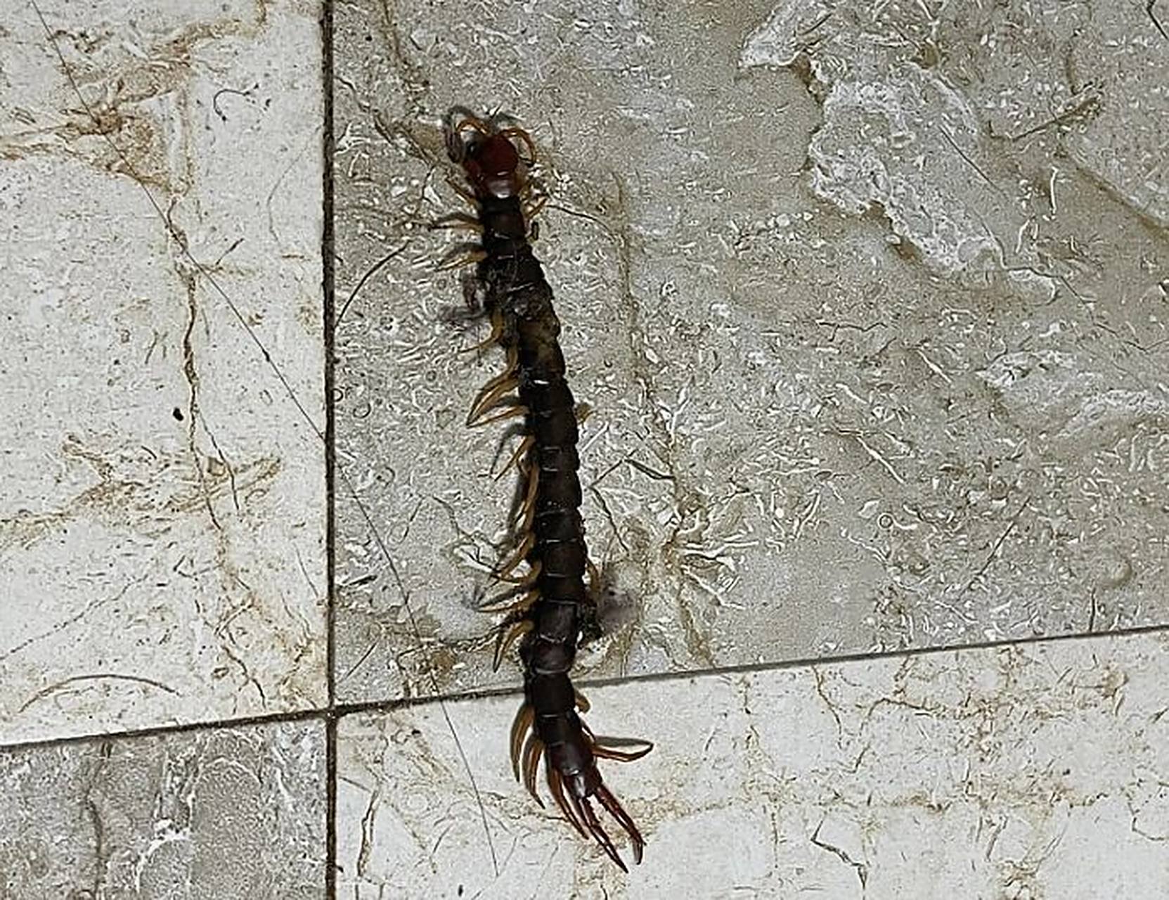 怎么预防蜈蚣爬到床上 蜈蚣有时会出现在家里,甚至会爬到床上,它们爬