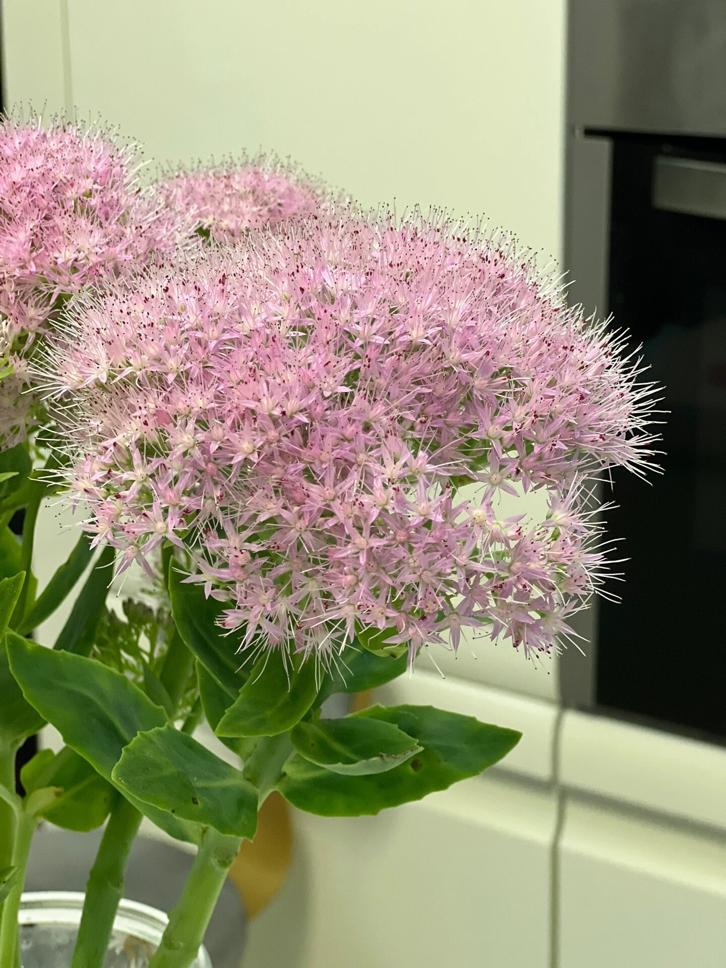 景天花毛茸茸的小花瓣,非常好养.夏天花期也不短没养过的姐妹可以试试