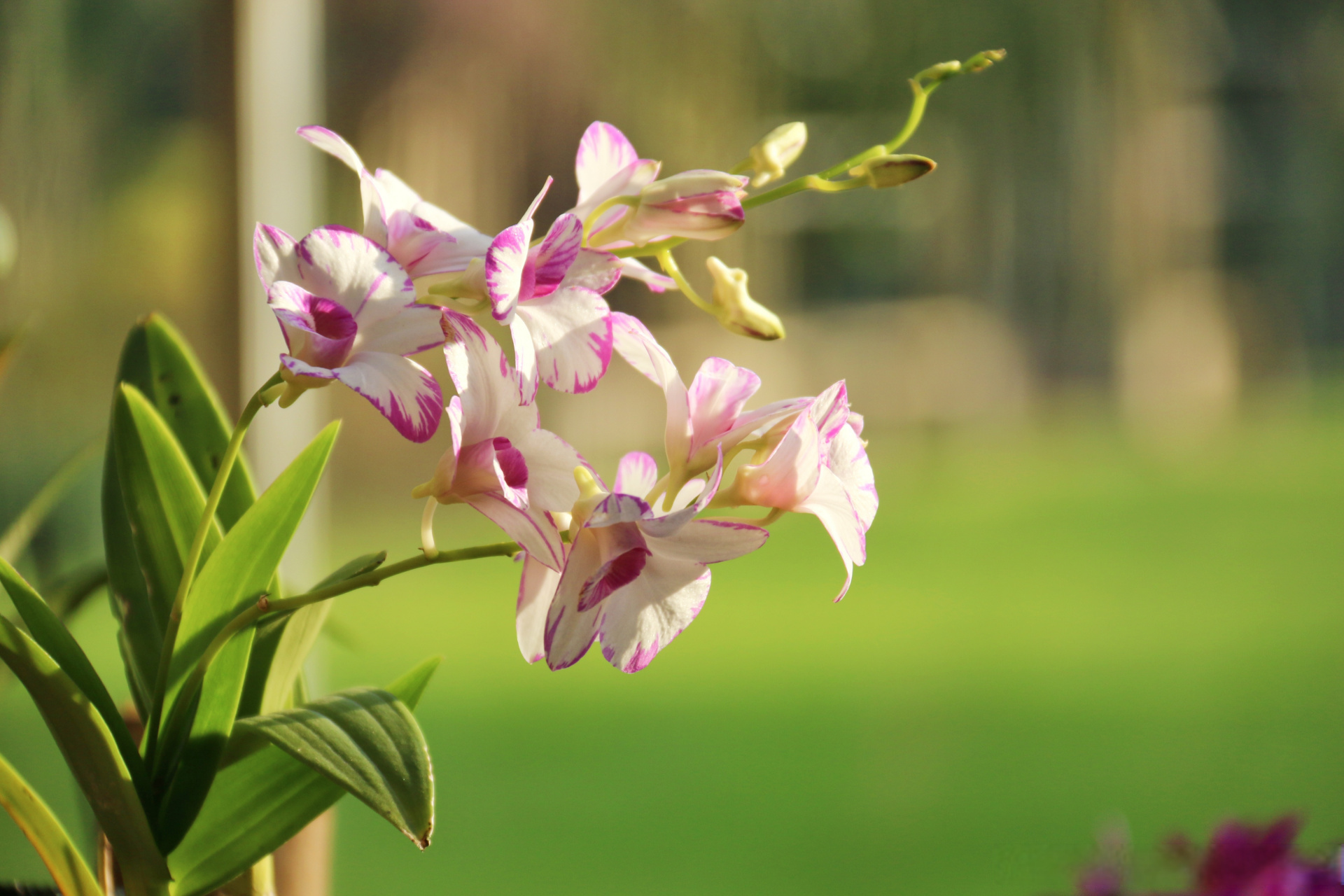 《兰花》【明】薛网  我爱幽兰异众芳,不将颜色媚春阳.