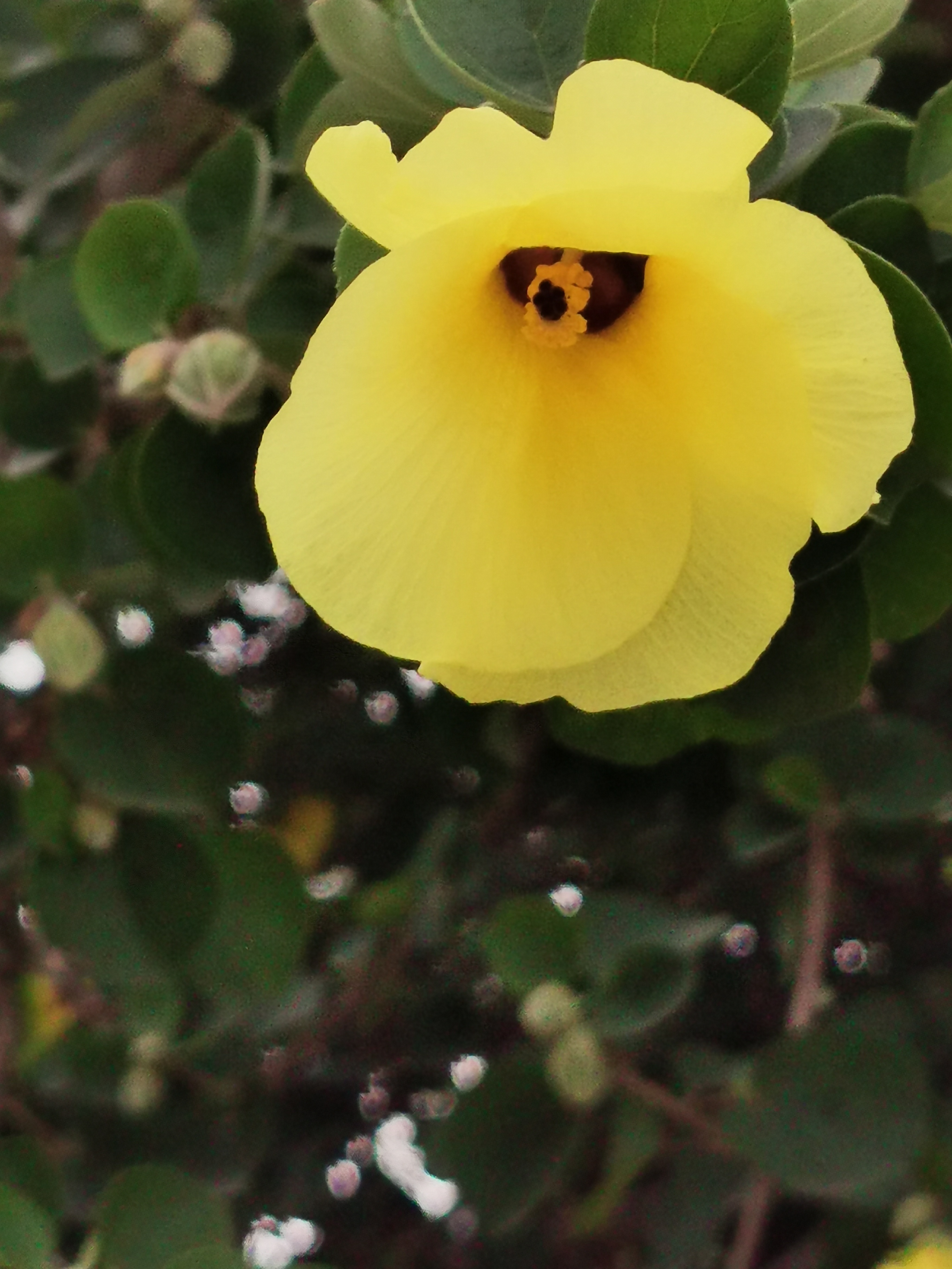 "海滨木槿",拍摄于西湖文化广场.