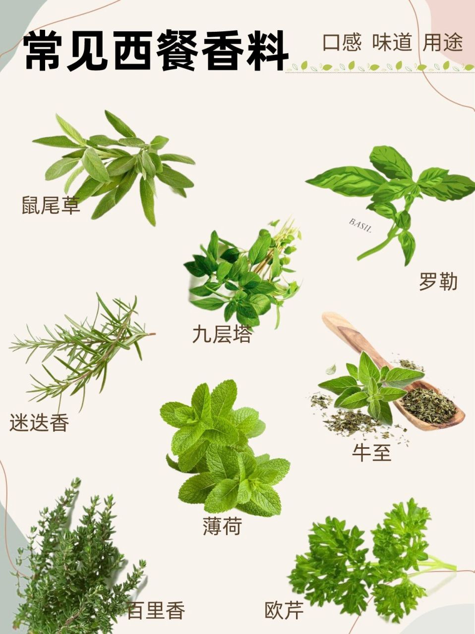 常见西餐香料的区别|香气|用途95看这篇够 在西餐料理中,西餐香料