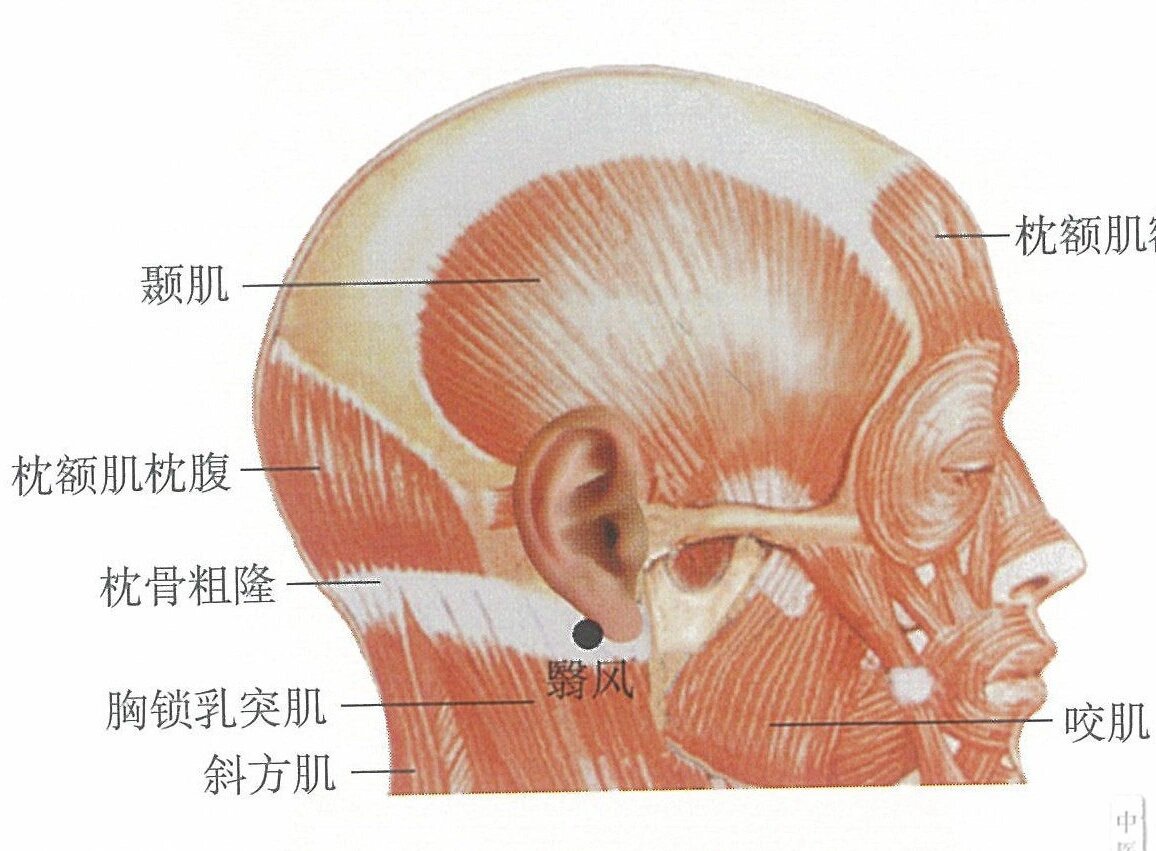 翳风位置有痣图解图片