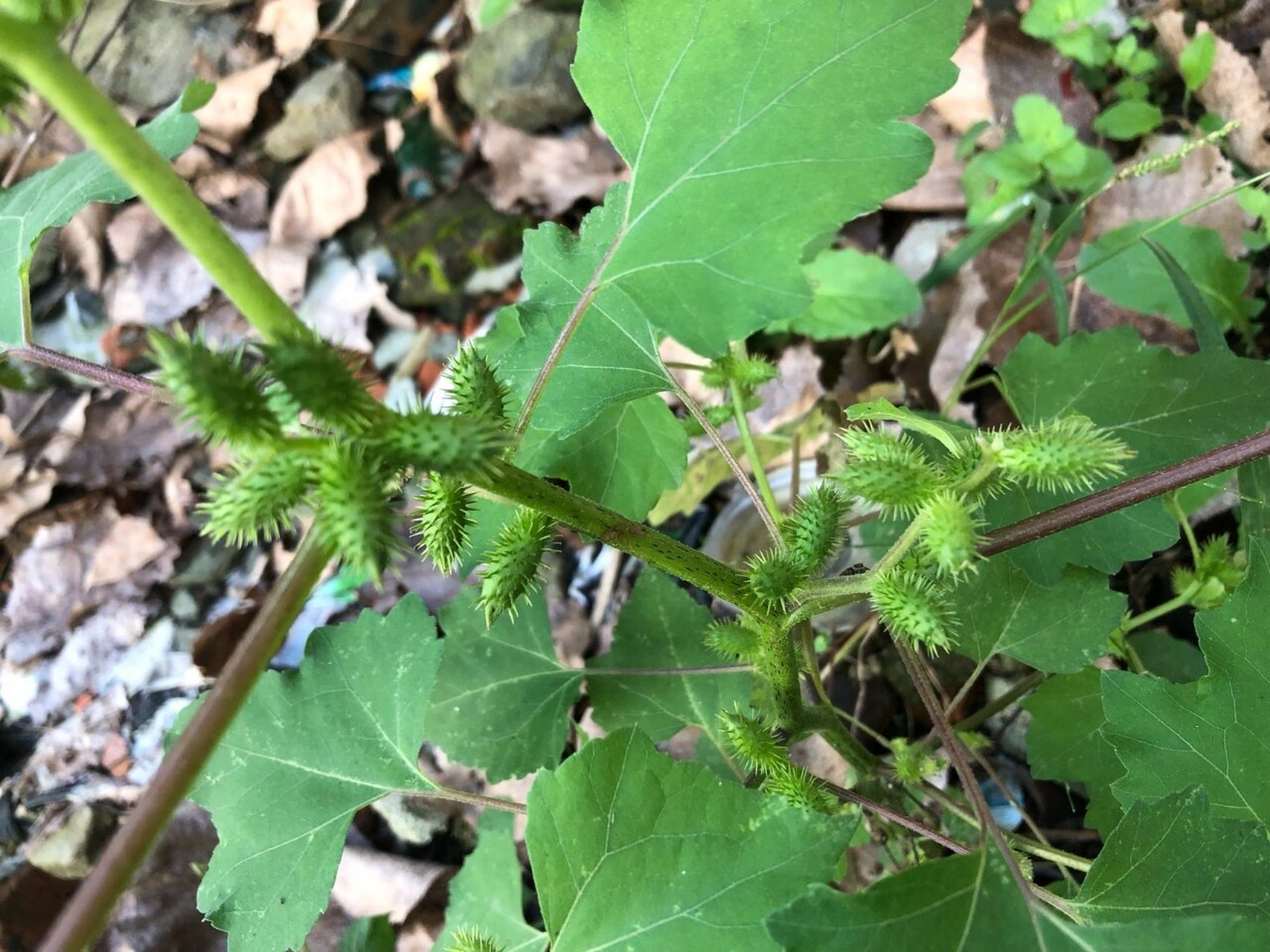 信阳农村的"老母猪油",你那里叫啥?