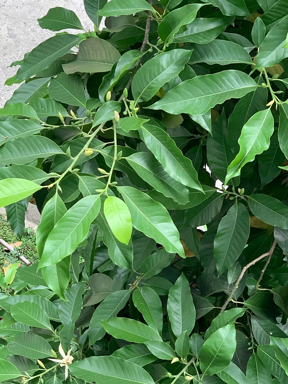 黄桷兰花季 父亲种了8年的黄角兰树,郁郁葱葱,花蕾满枝头,整个夏天都