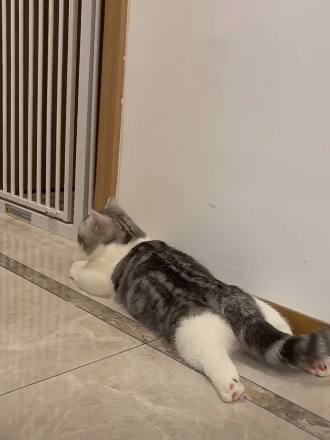 小猫咪板鸭趴真的太嗲了[偷笑]有点过分可爱了啊