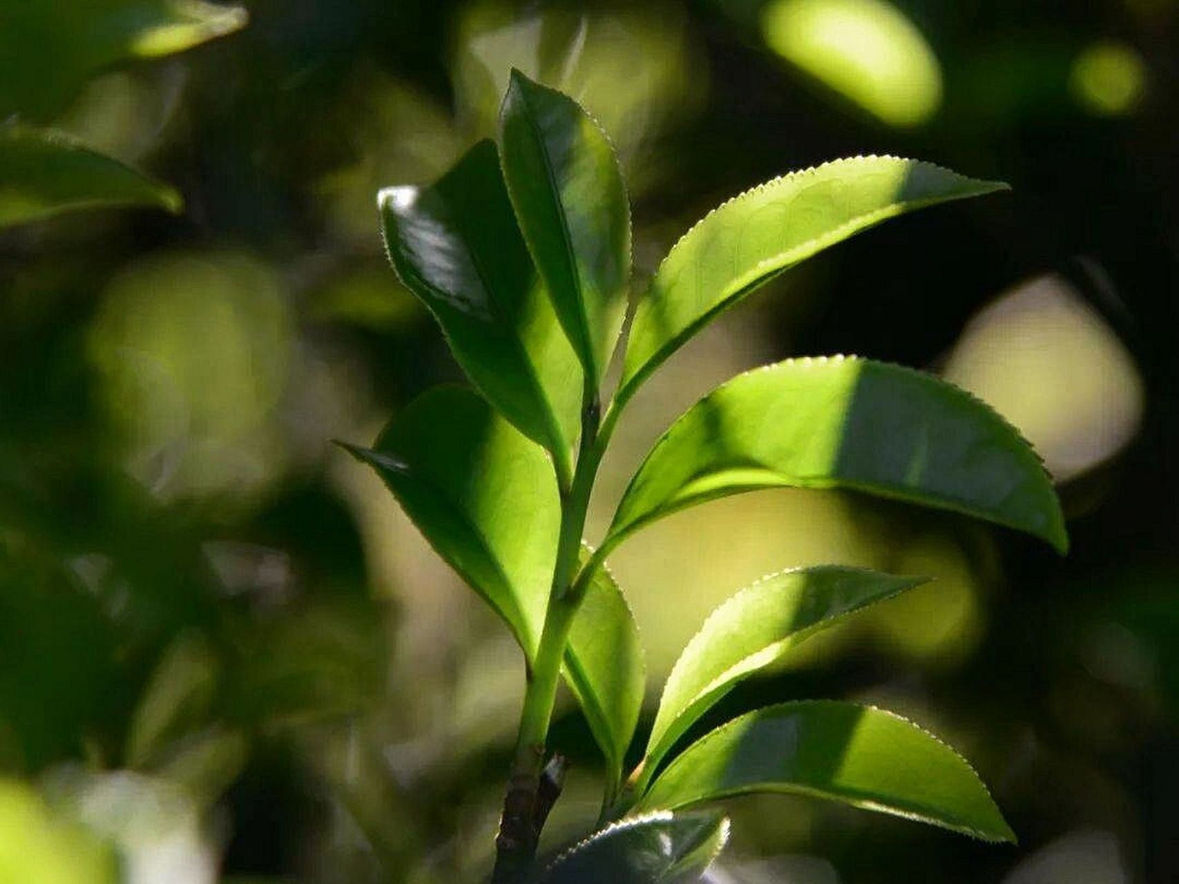 罗岕茶图片