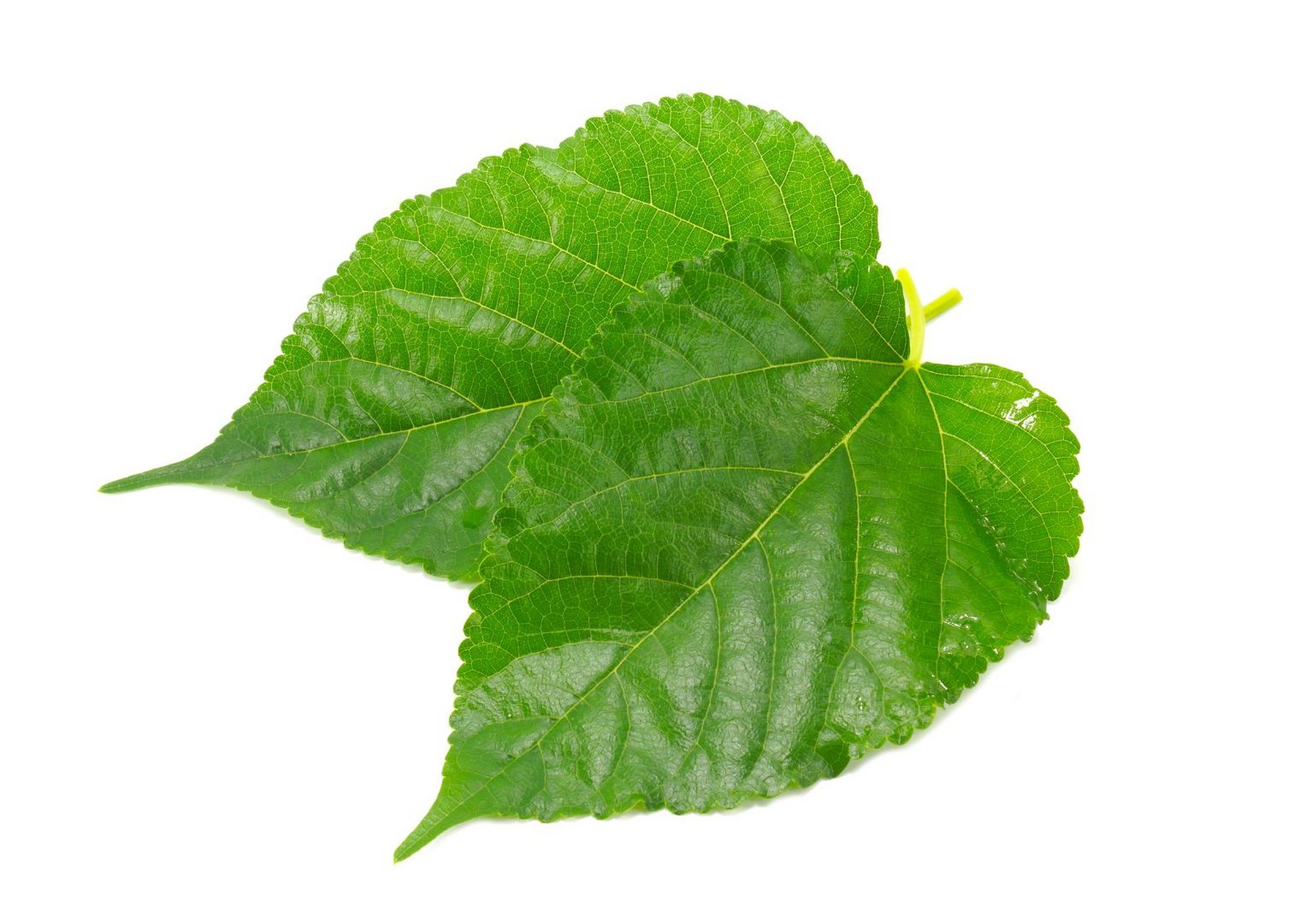 桑叶是桑树的主要产物,占地上部分产量的64%之多,因此桑叶在我国居行