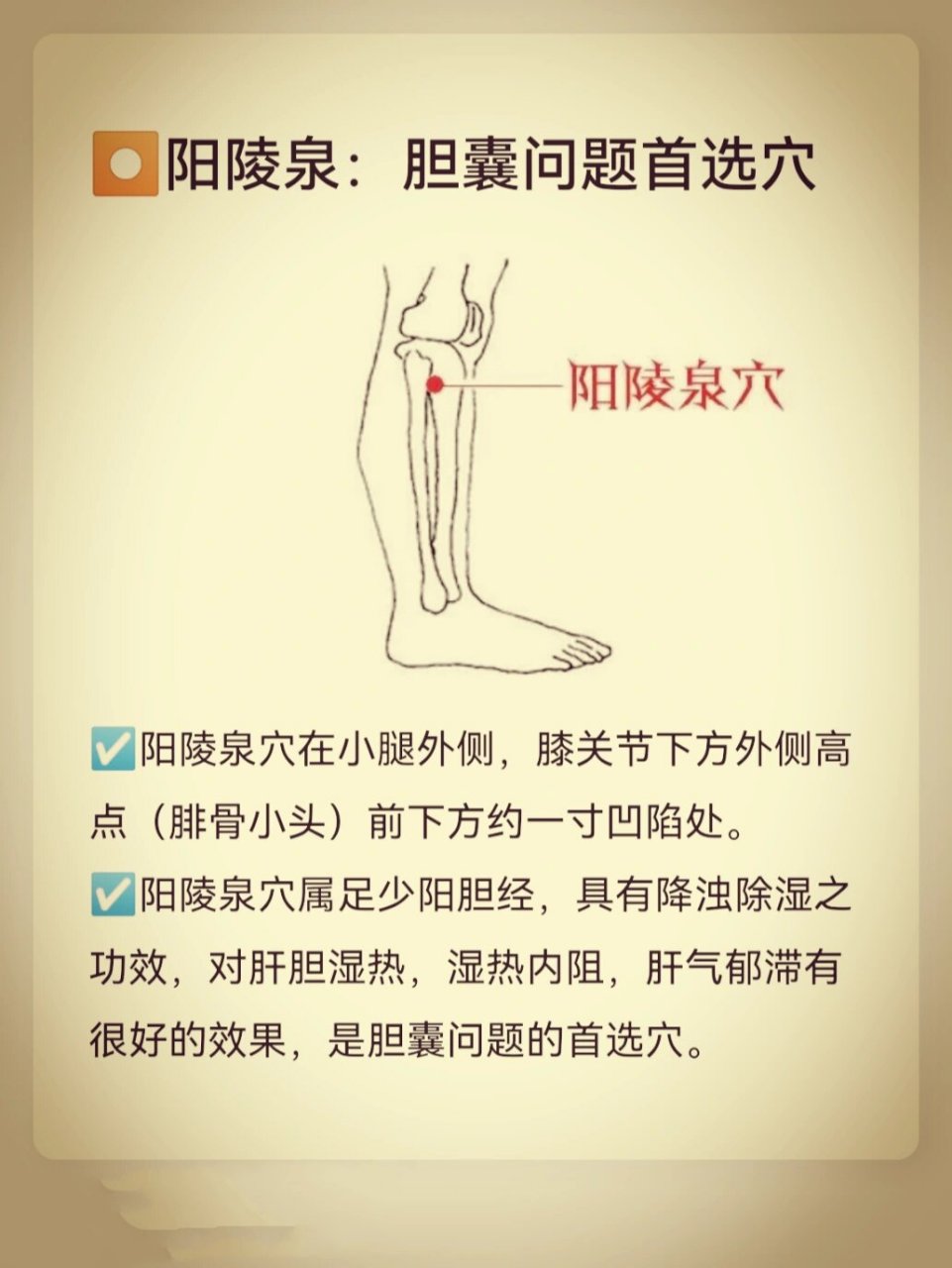 74阳陵泉:胆囊问题的首选穴 99 74阳陵泉:胆囊问题首选穴 71