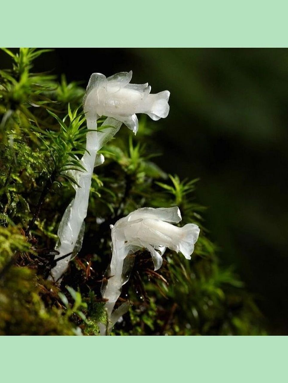 水晶兰真不错 花题材: 死亡之花—水晶兰 花语: 真诚无害,脆弱无城府.