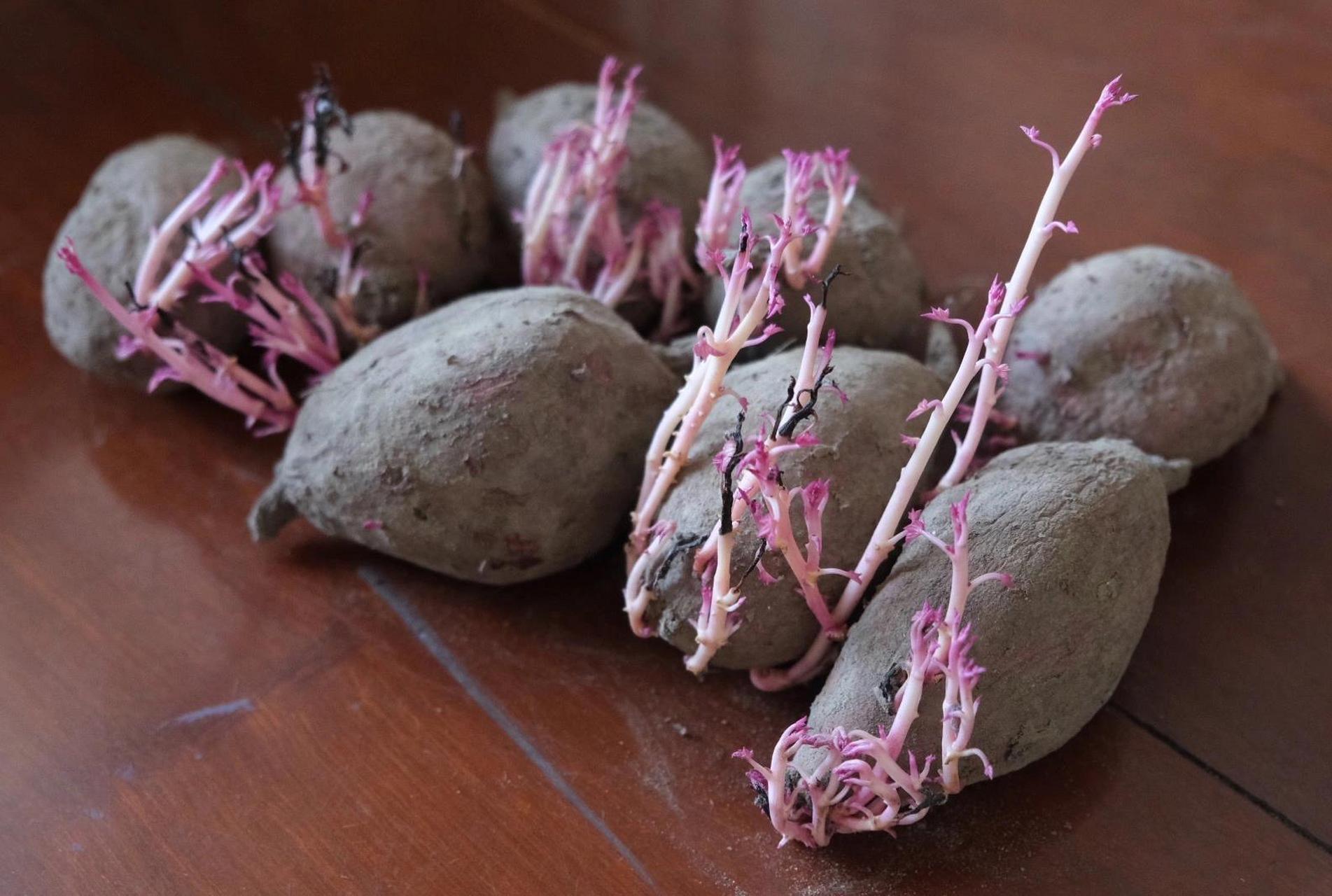 紫薯发芽了还可以吃嘛 买来做减肥餐用的紫薯 原来我一颗都没吃都发芽