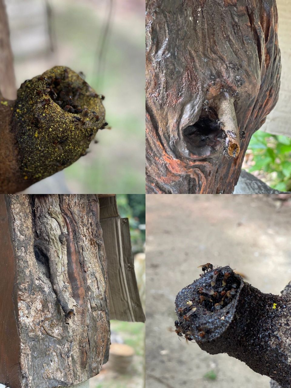 视频中的银蜂会比较凶悍,被干扰了会攻击人,对黑色也特别敏感.