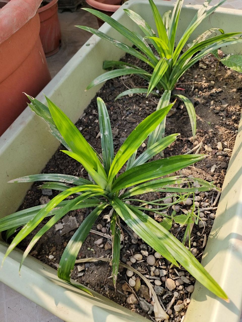 水培斑斓移植成功 后续来了 ,接上一篇,水培斑斓苗,大概三到四周后