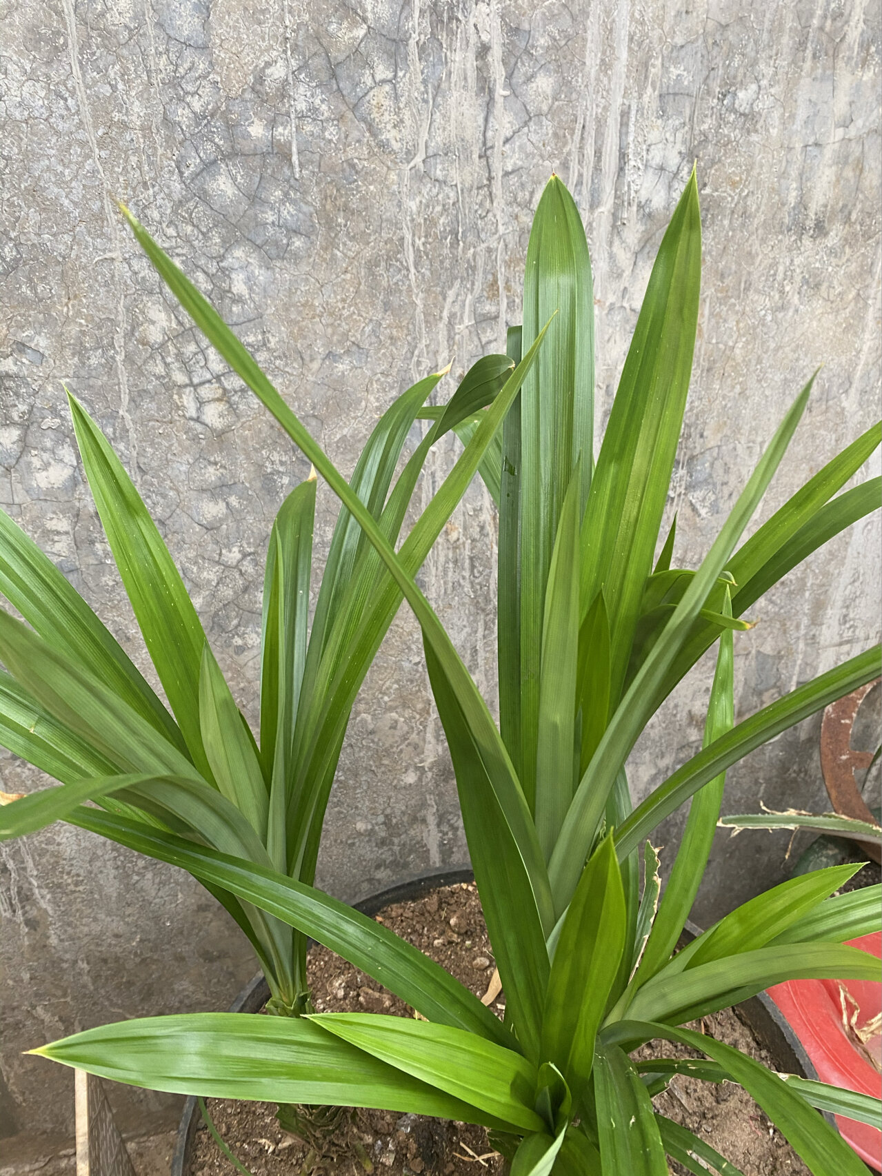 自家种的班兰叶,又收割啦