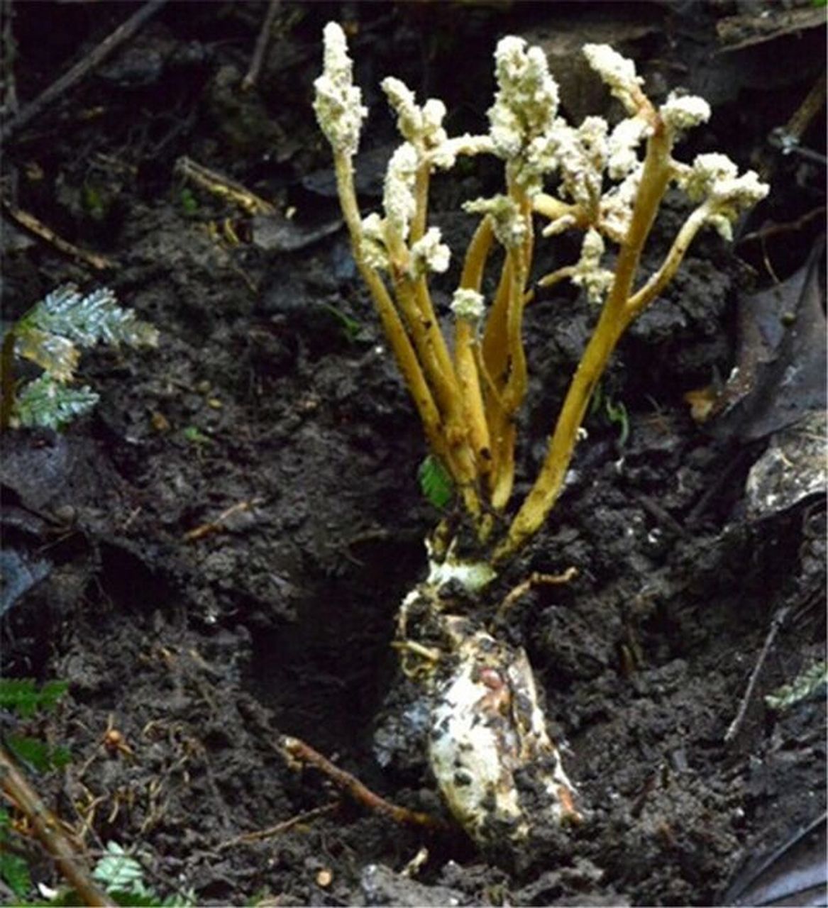 知了花/金蝉花 功效与作用 熄风止痉,明目退翳,透疹止痒 金蝉花是虫生