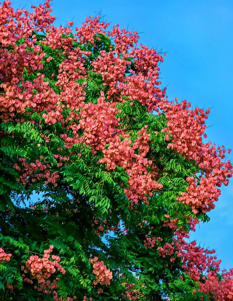 一树栾花,就是一场盛大的秋天🍂 栾树的花语:奇妙 震撼 绚烂的一生