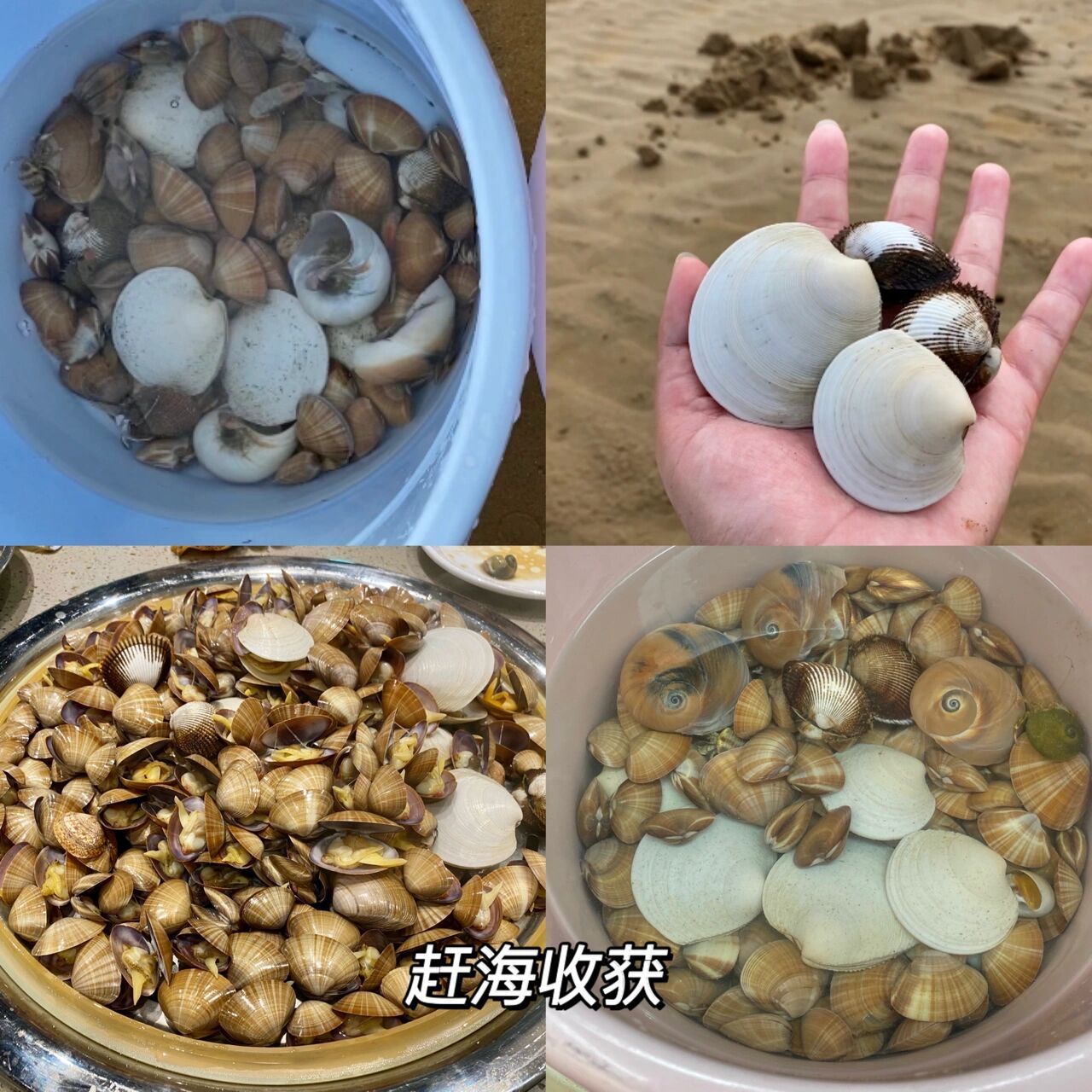 北戴河葡萄岛&浅水湾赶海90 凌晨12点30出发,4点到了葡萄岛.