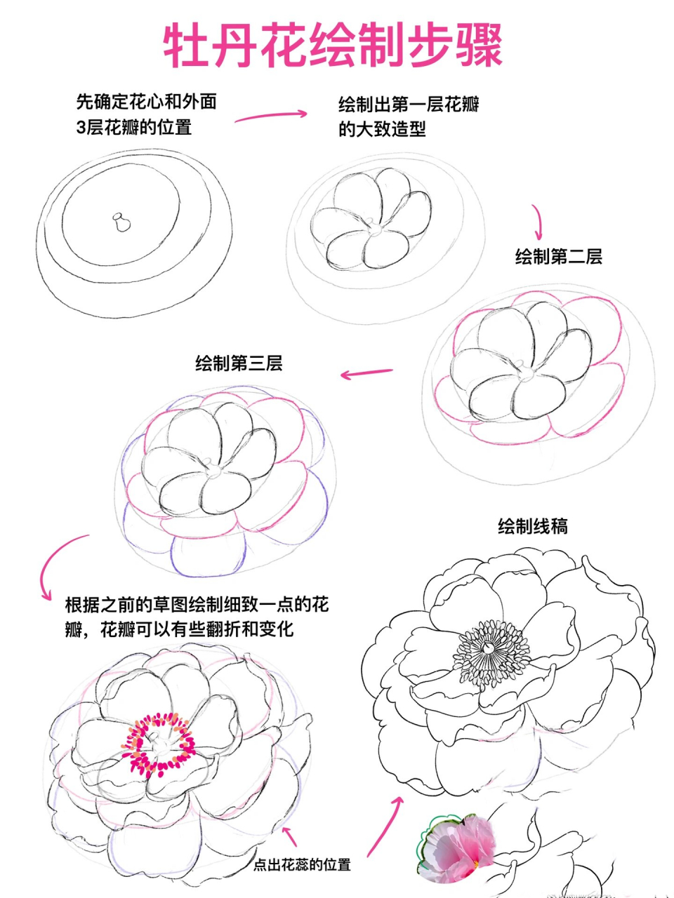 速写|花卉17 牡丹