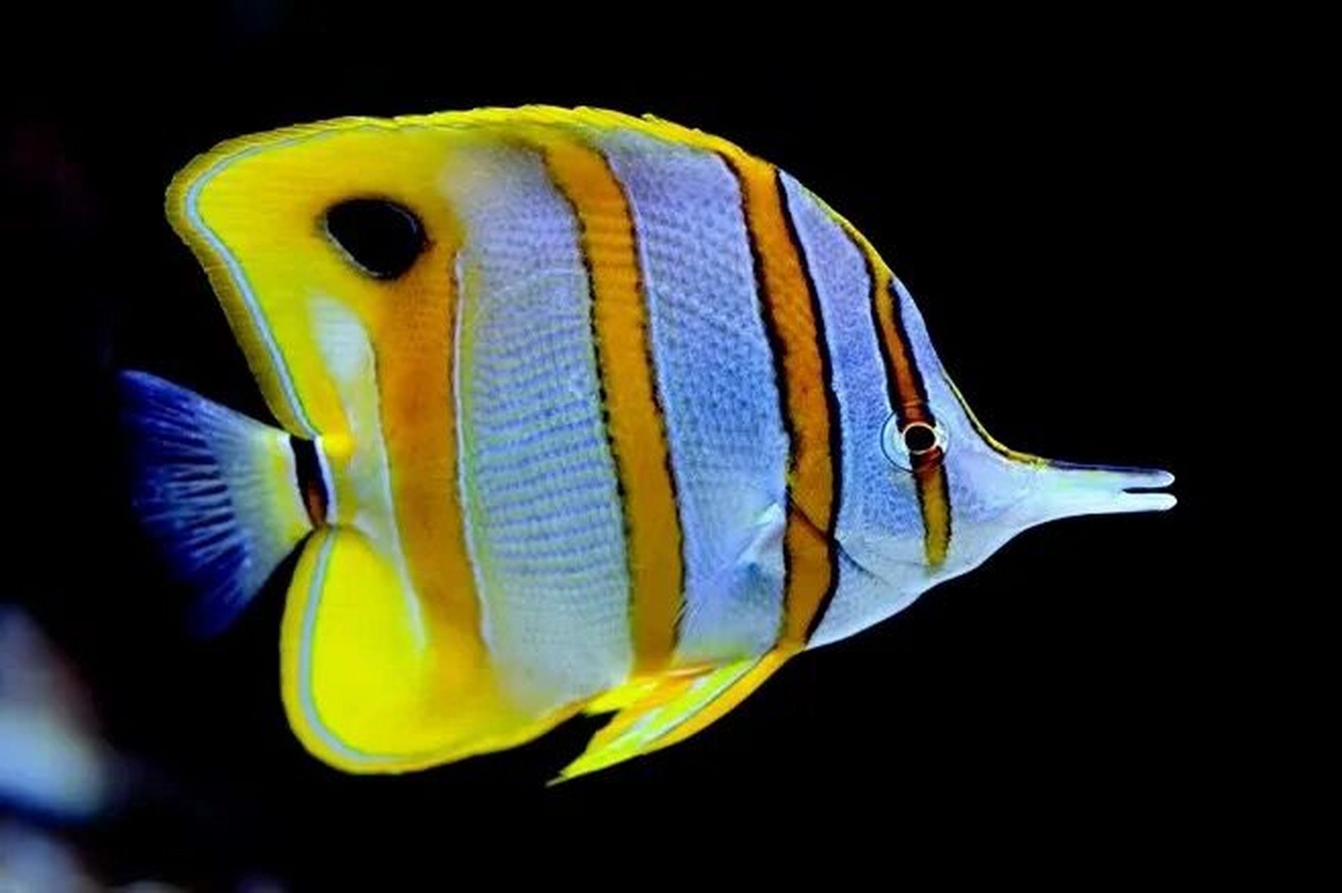 鱼图片素材95 鱼的图片 素材