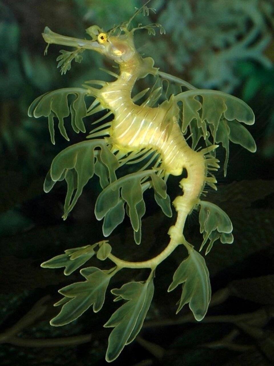 每天认识一种神奇动物98叶海龙 叶海龙 (学名:phycodurus eques) 是