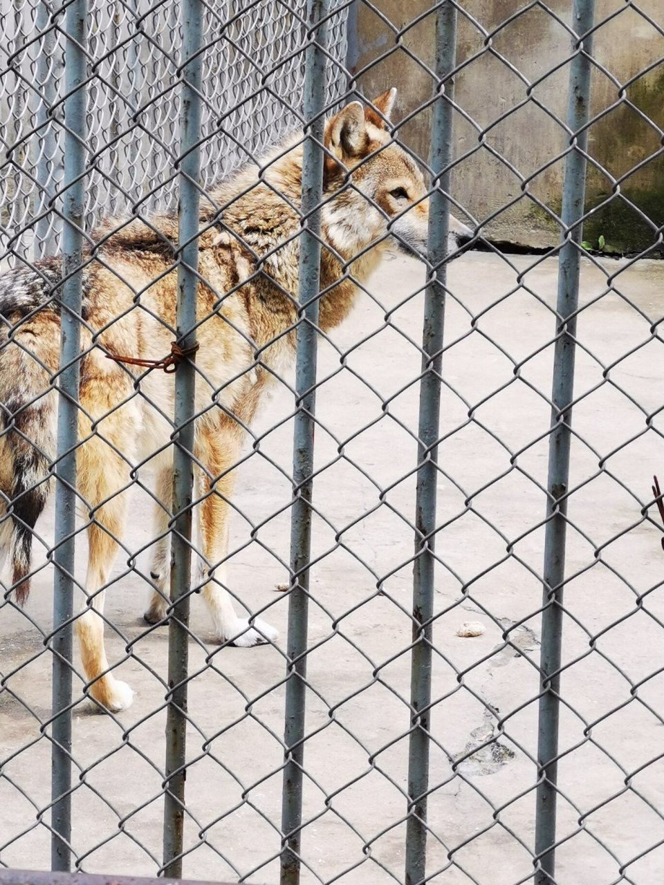 打卡铜陵市动物园 确切说是动物养殖基地,比想象的好很多.