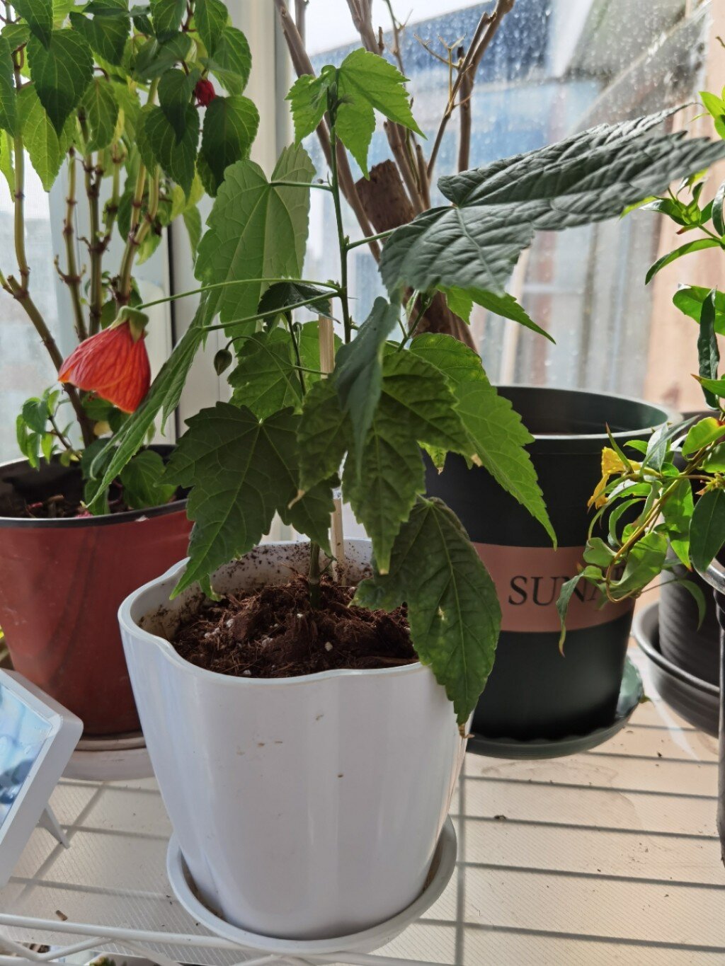 灯笼花,又名金铃花 这支小盆栽是扦插苗长大的,图片是开出的第一朵