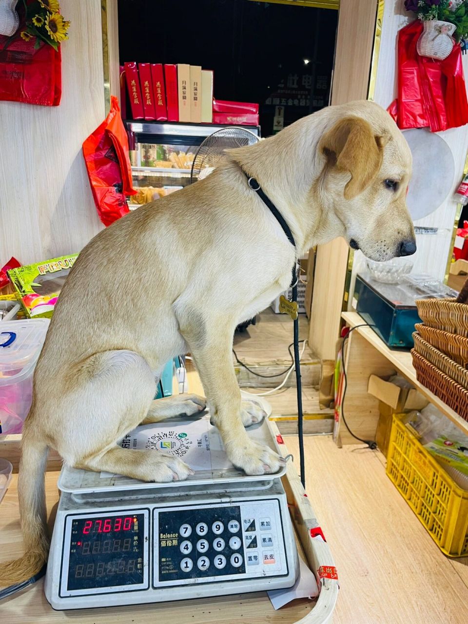 拉布拉多六个月 半个多月没有长过体重了吃的都去哪了?