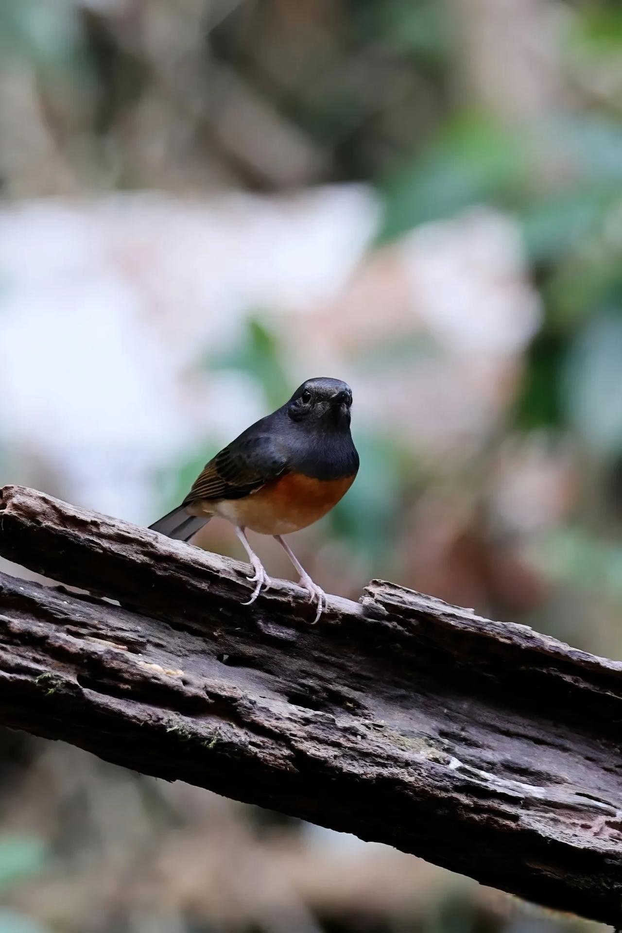 ◇白腰鹊鸲◇ (乙巳孟春,摄于勐腊么等新寨)