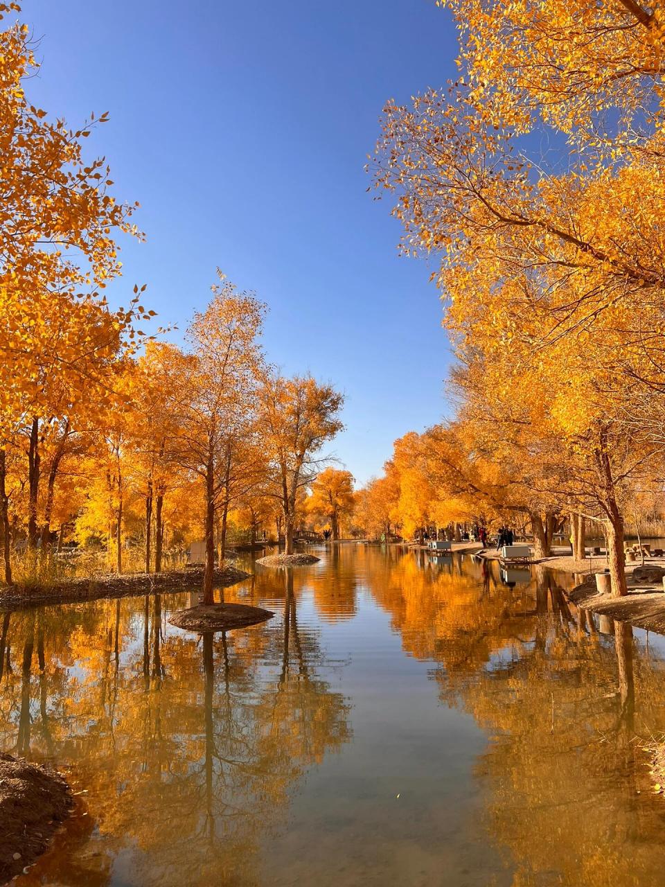 10月26日金塔胡杨林放眼尽带黄金甲[得意],胡杨林金秋十月[得意][得意