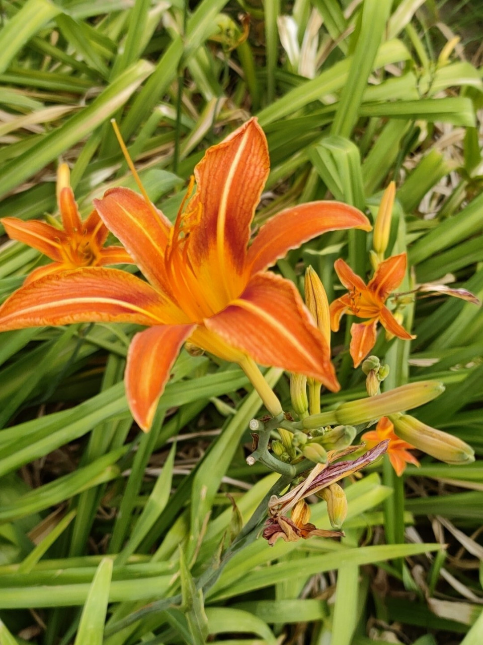 黄花&金针花&忘忧草 黄花菜,又名金针菜,花苞为长针状花色金黄.