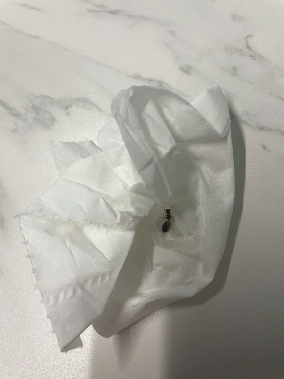 最近家里多了好多带翅膀的黑色大蚂蚁,这是白蚁吗?要怎么灭啊?求助