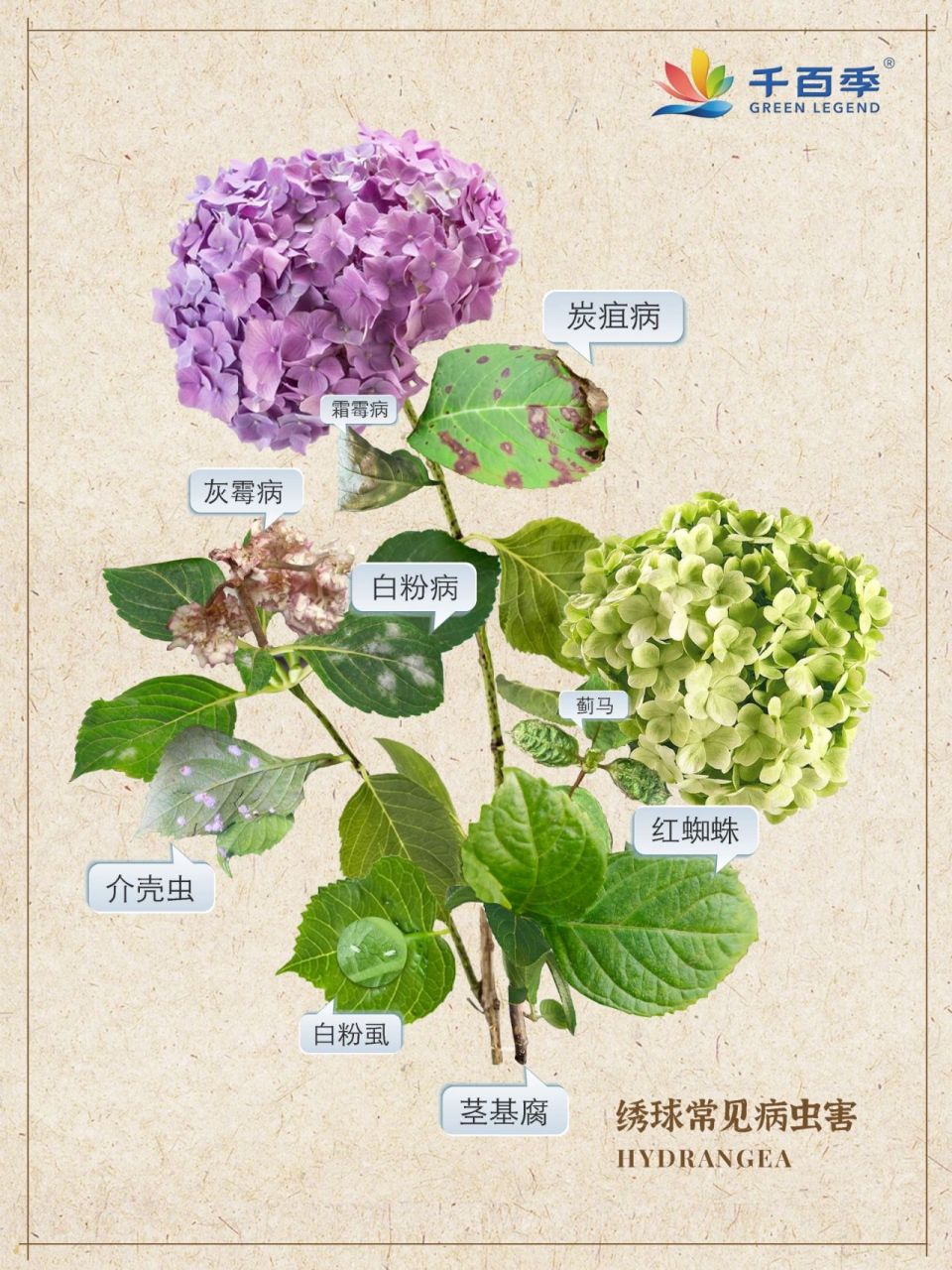 78绣球常见病虫害图鉴|附防治方法75  961,白粉病 危害症状