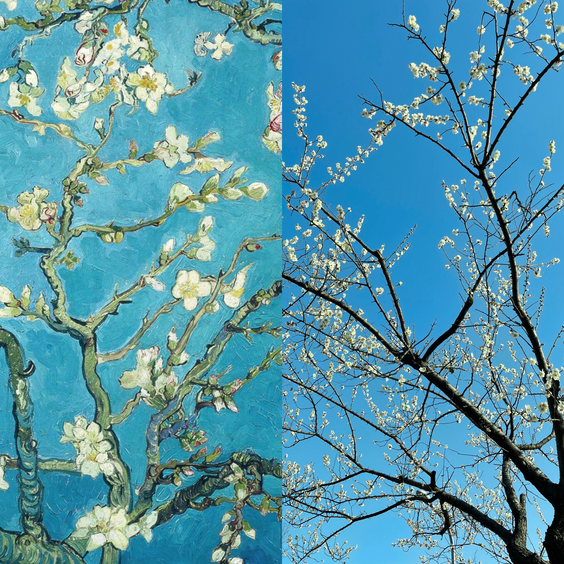 这是梵高笔下的《盛开的梅花》 阳光,蓝天,白梅