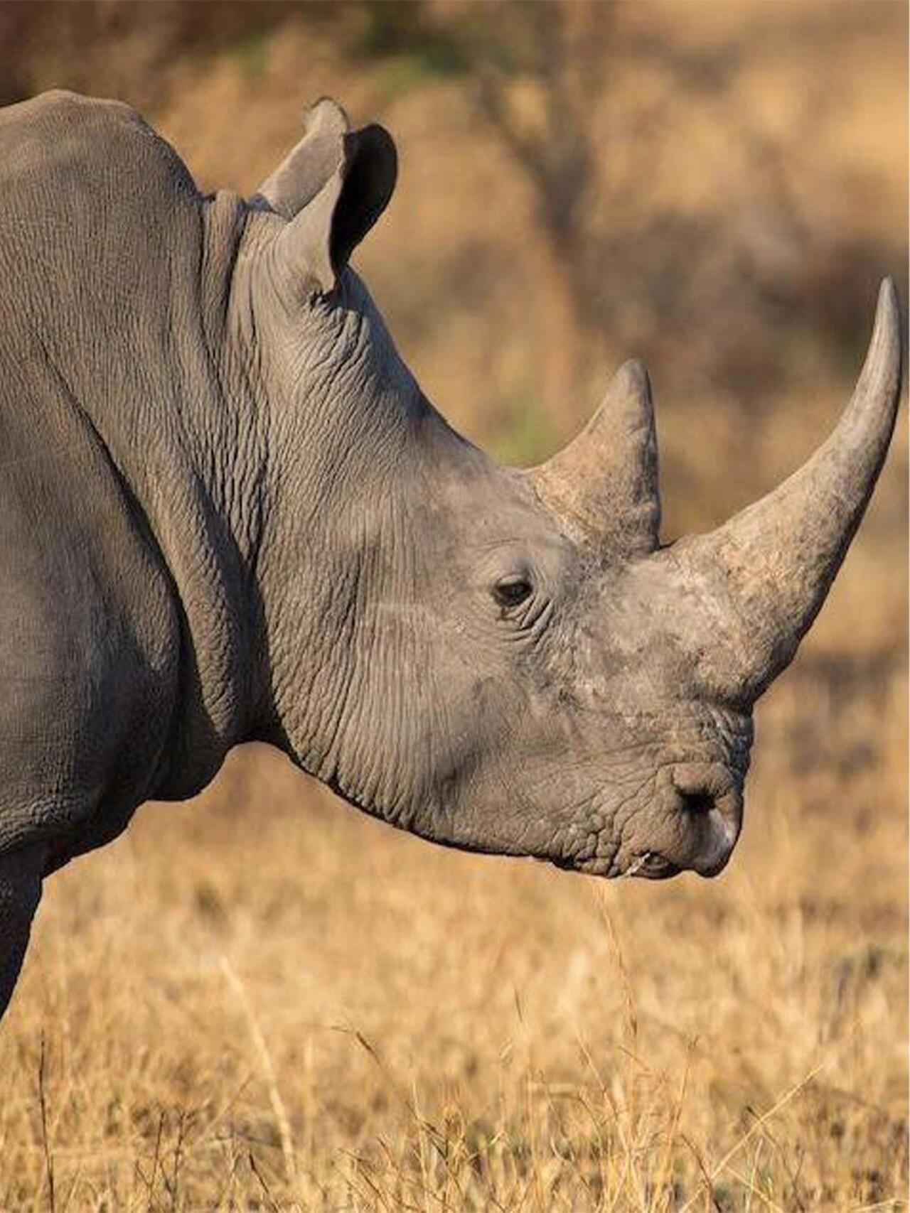 犀牛|陆地"坦克